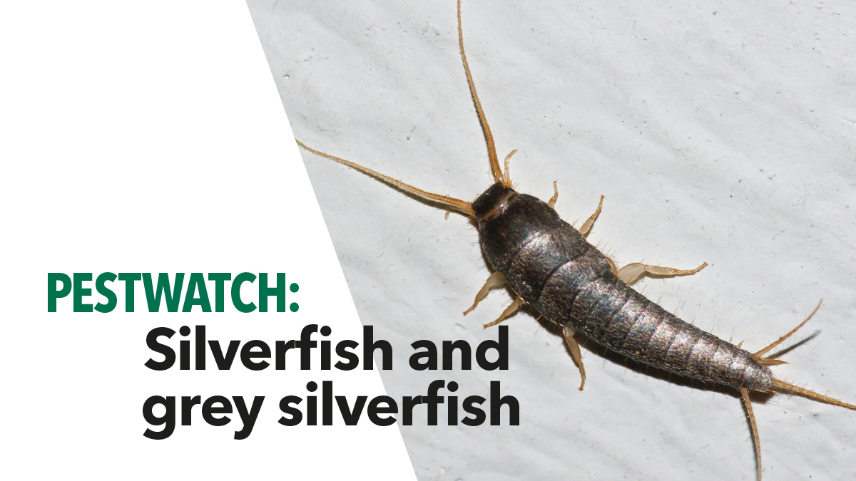 Pestwatch Silverfish bpca5 Pestwatch Silverfish bpca5